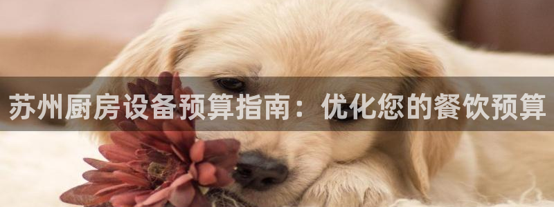 尊龙t400和尊龙t300区别：苏州厨房设备预算指南：优化您