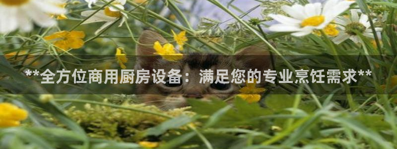 首页尊龙d88国际：**全方位商用厨房设备：满足您的专业烹饪