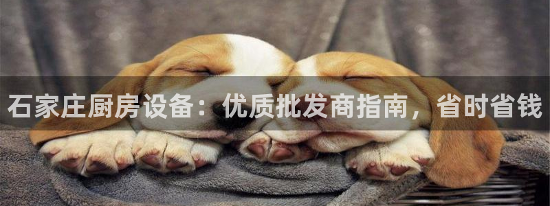尊龙手机版下载：石家庄厨房设备：优质批发商指南，省时省钱